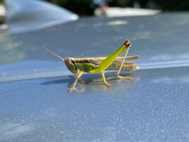 IMG_8802