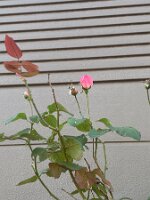 IMG_8883